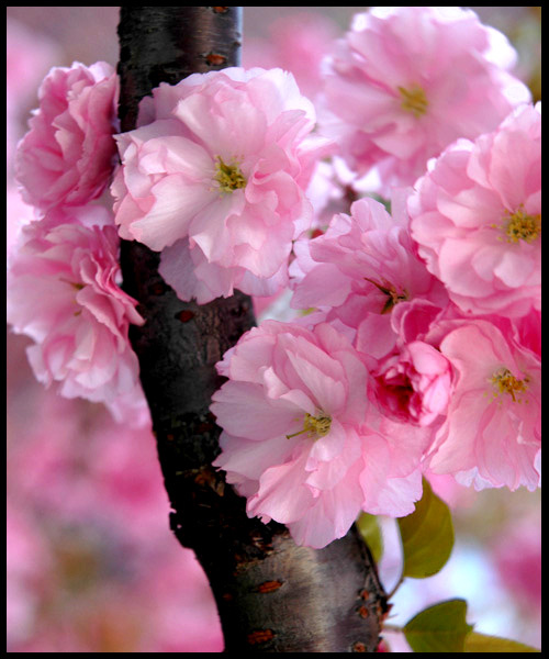 Pink: reloaded 