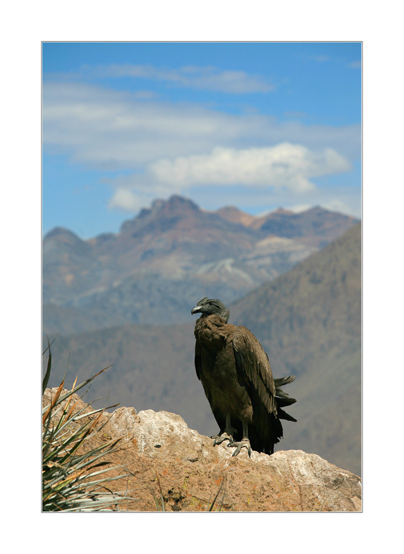 Peru. Colca Canyon. Baby Condor 