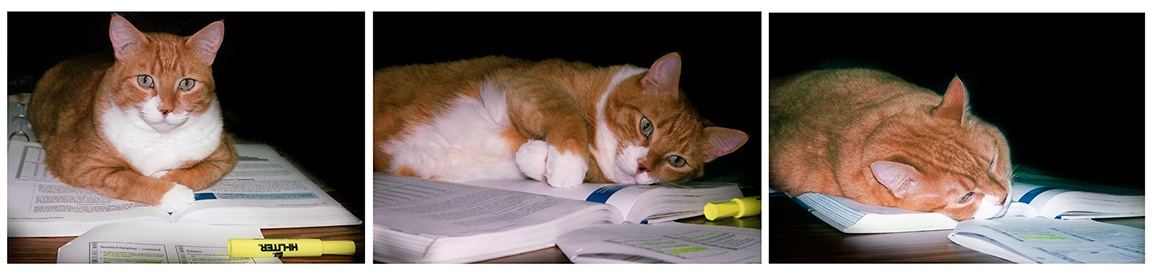 Студенческая жизнь: 1ый, 2ой, 3ий курс... кот студент сессия