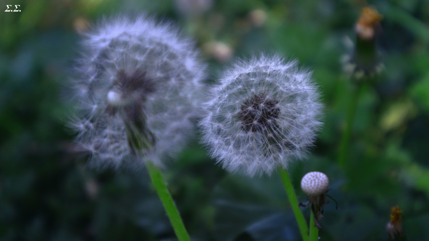 READY TO SEED 