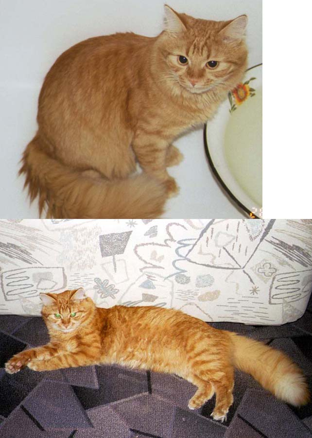 Котярик 