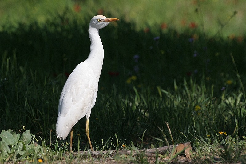 Vazhnyak bird