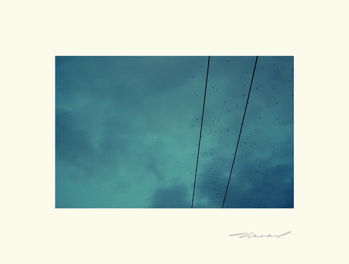 . . . m o o n l i g h t . . . 