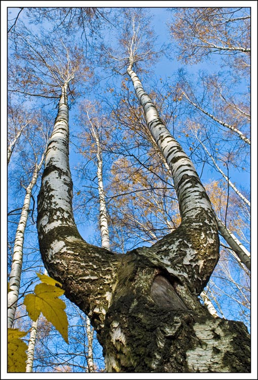 Близнецы близнецы, береза, дерево