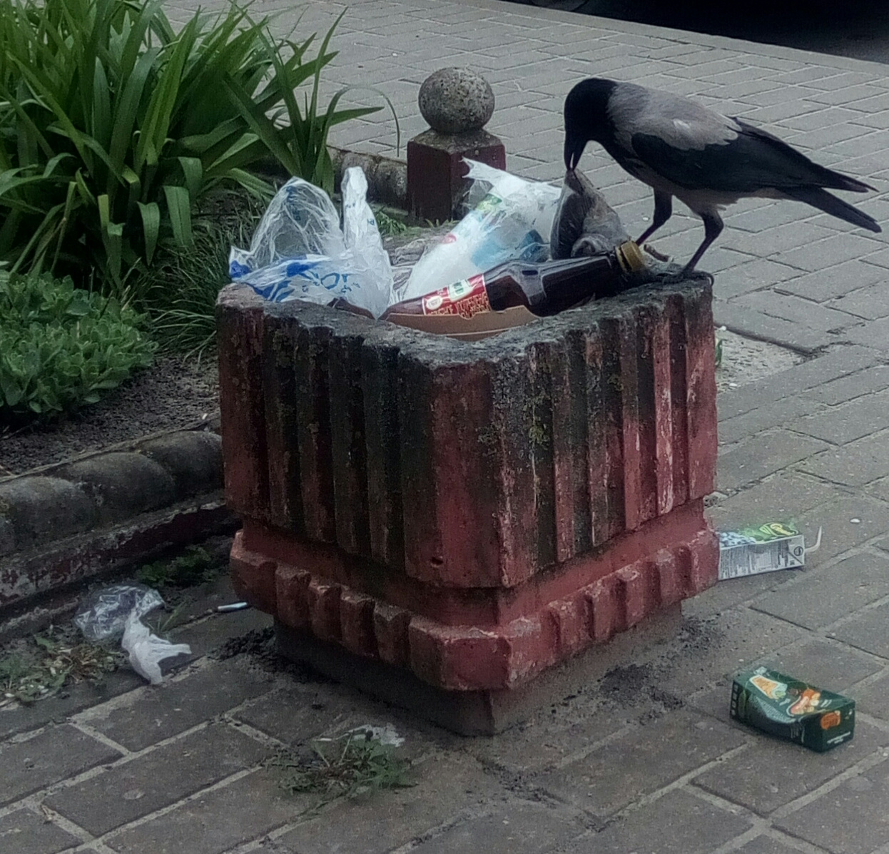 Ворона ворона
