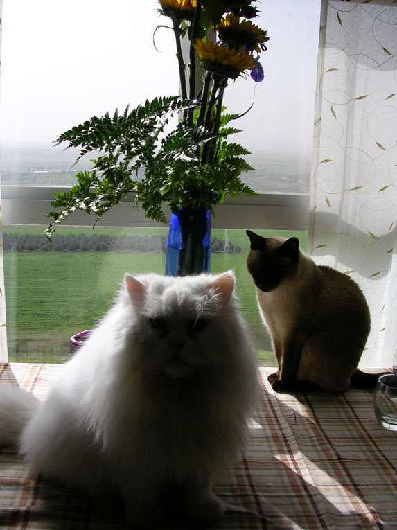 Milk and Honey Cats Pets