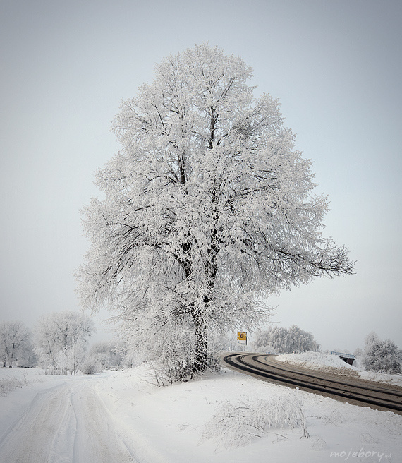 The tree winter, tree, bory, tucholskie, moje, poland, snow