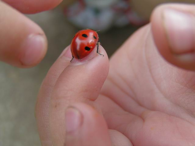 маникюр ;) ребенок божья коровка природа макро