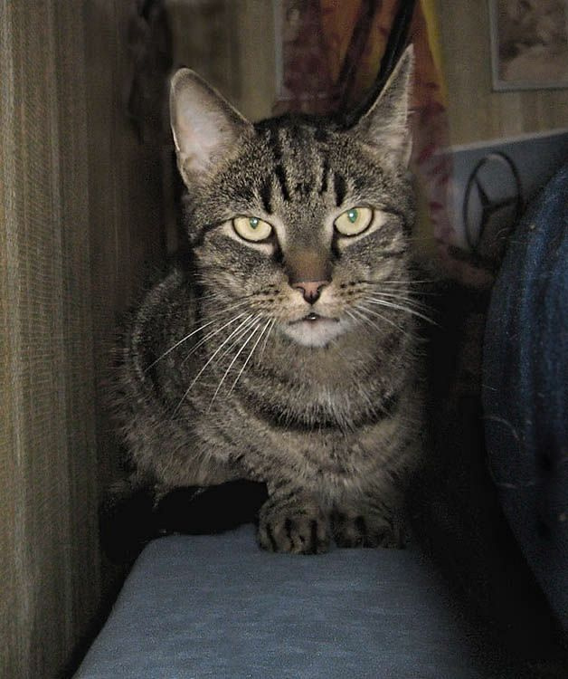 Я знаю...кот следит за мной кот, кошка, кошак