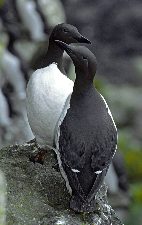 Северные пингвины Тонкоклювая кайра, Uria aalge, Common Murre, Common Guillemot, St. Paul Island, Bering Sea, Alaska