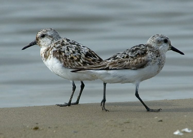 Песчанка, 2 шт. Песчанка, Sanderling, Calidris alba