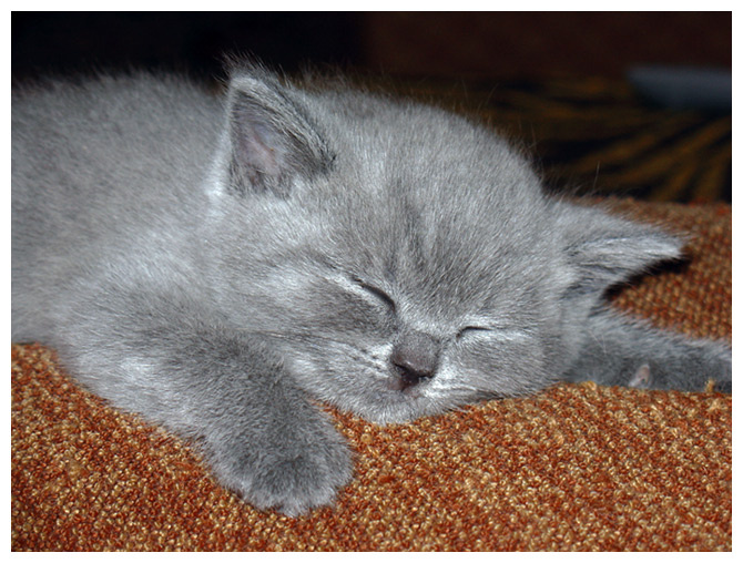 Устал Британец, котёнок