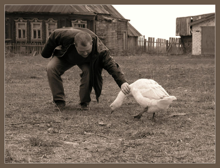 борьба разумов. гуси и люди