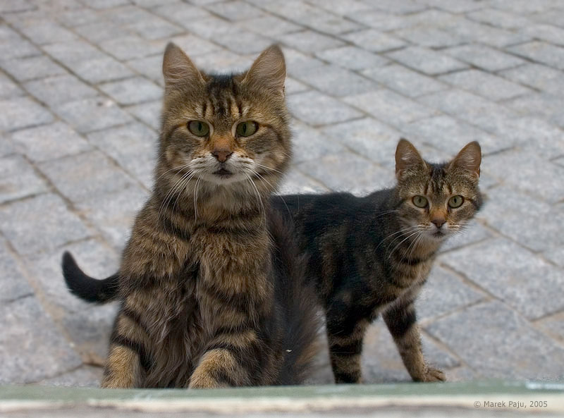 Косой кот, кошка