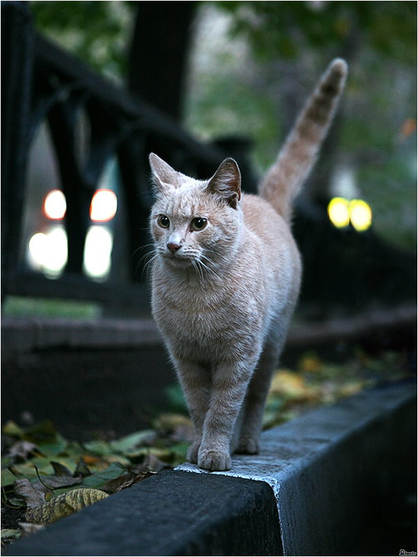 Кот 1only cat рыжий кот гулять пушистый хвост
