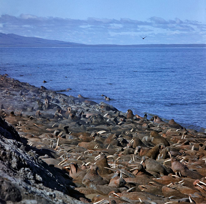 Вот такое вот общежитие, … ! Морж, Odobenius rosmarus, Walrus haulout, Arakamchechen Island, Chukotka, Northeast Asia