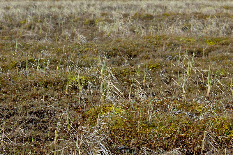 Игры в прятки #1 Белая куропатка, Lagopus lagopus, Willow Ptarmigan, Tobseda, Barents Sea, Arctic