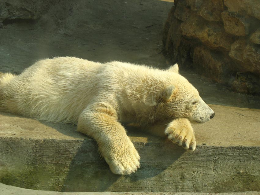 Медведь 