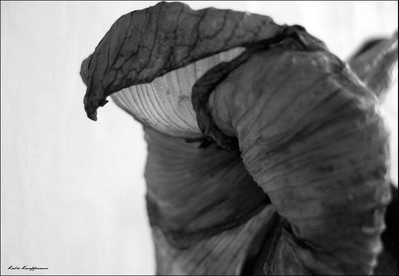 [organic death] 