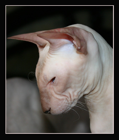 Портрет Королевы кошка, самая, любимая