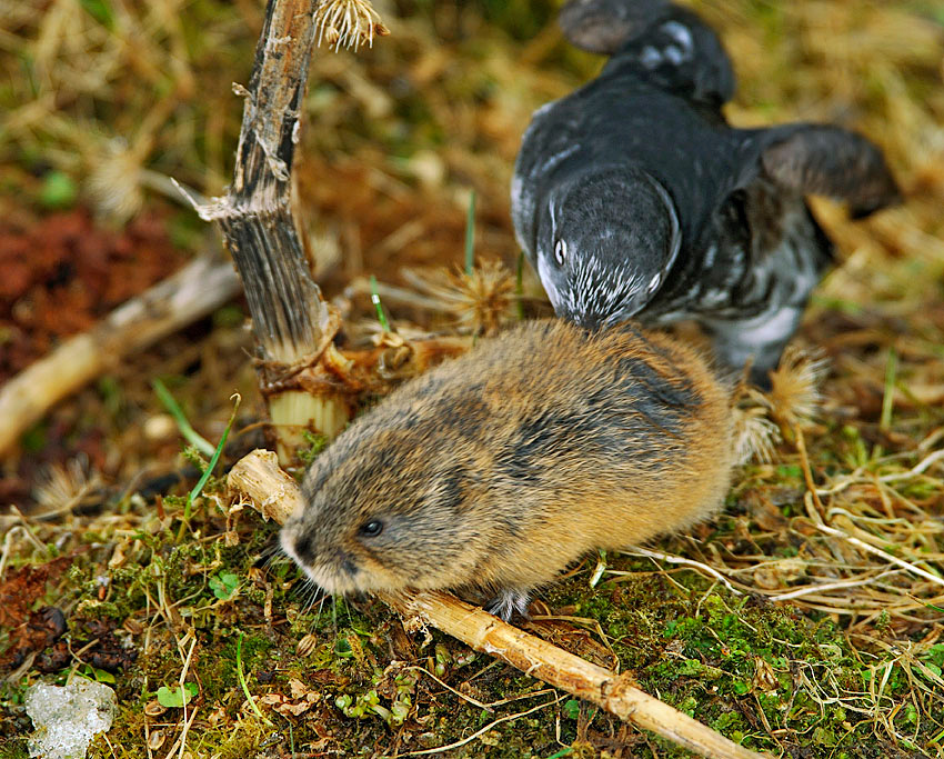 Охота на лемминга Желтобрюхий лемминг, Lemmus trimucronatus, North American Brown Lemming, конюга-крошка, Aethia pusilla, Least Auklet, St. George Island, the Pribilofs, Bering Sea, Alaska
