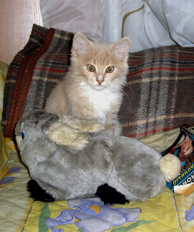 Друзья1 кот