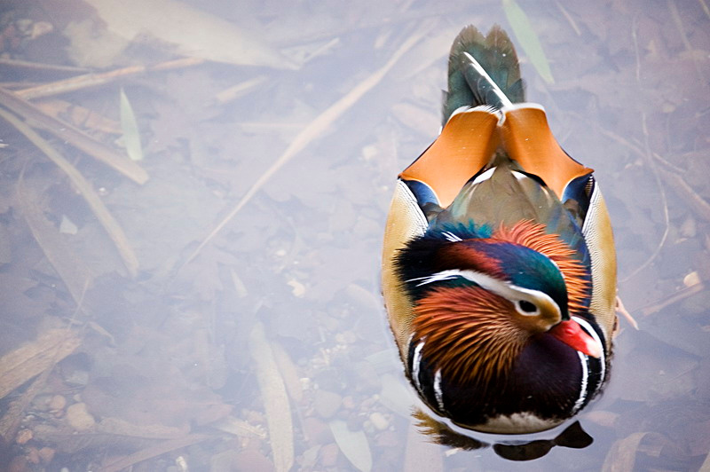 about a duck утка цветастая