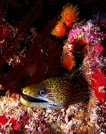 Мурена Мальдивы, мурена, дайвинг, diving, подводное фото