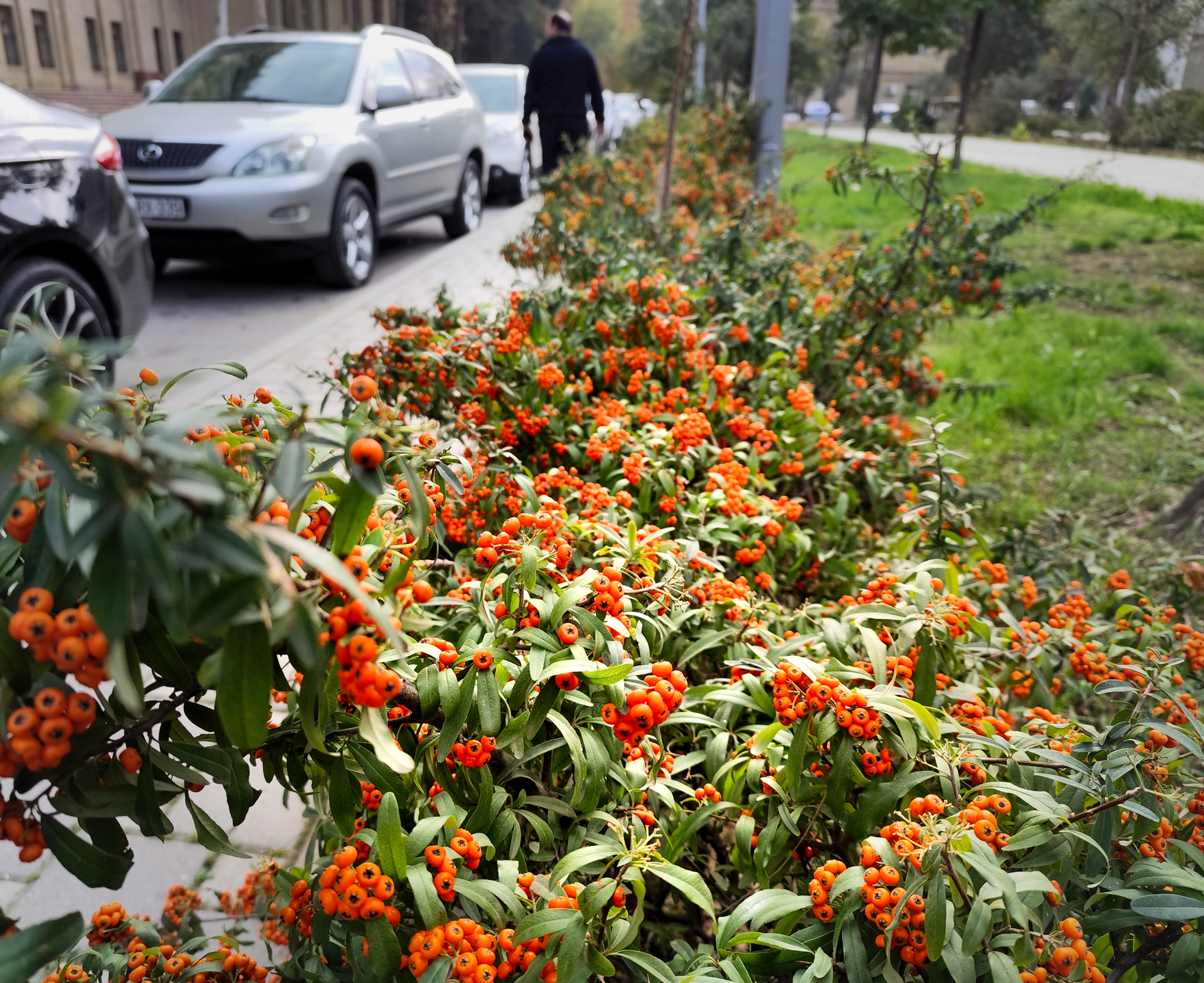Урожай путешествия азербайджан