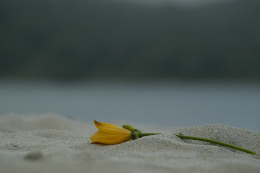 Flower цветок
