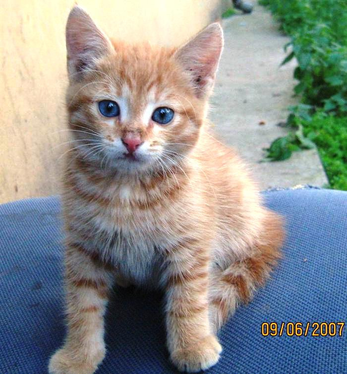 Подкидыш рыжий котенок