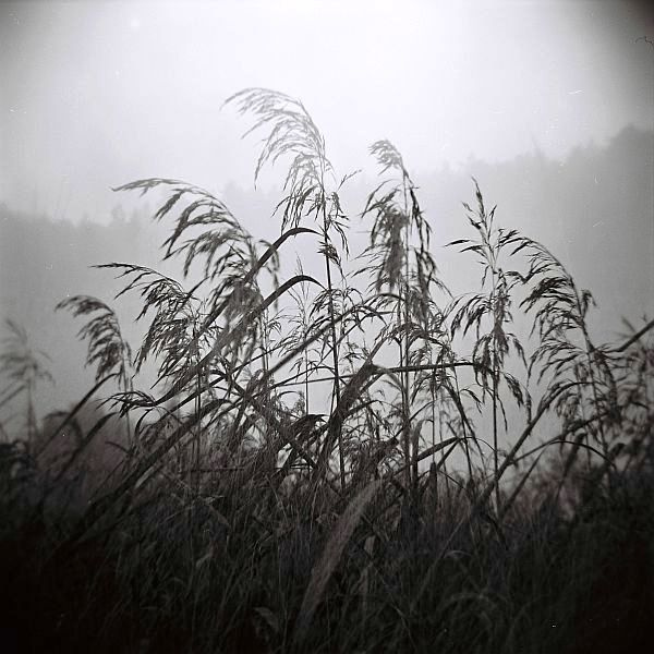 на страже тумана holga
