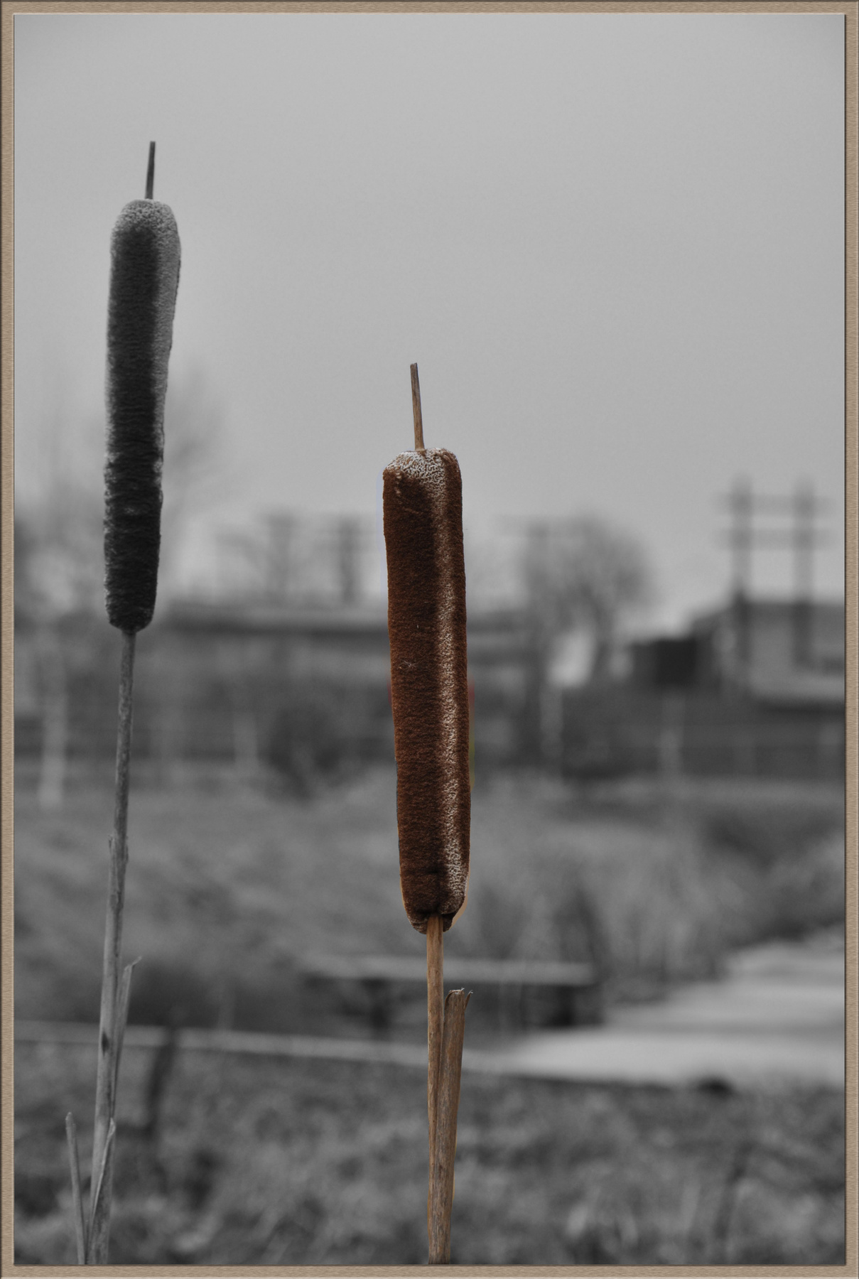*** 