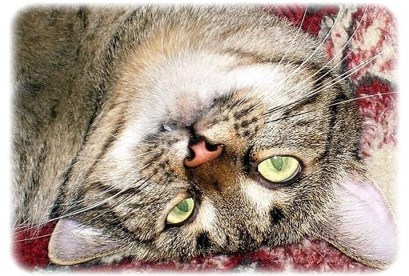 нирва-а-ана... кот тигрюша  животные портрет