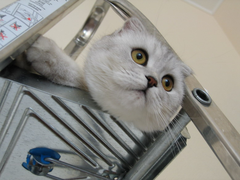 котёнок стремяночный кот, кошка