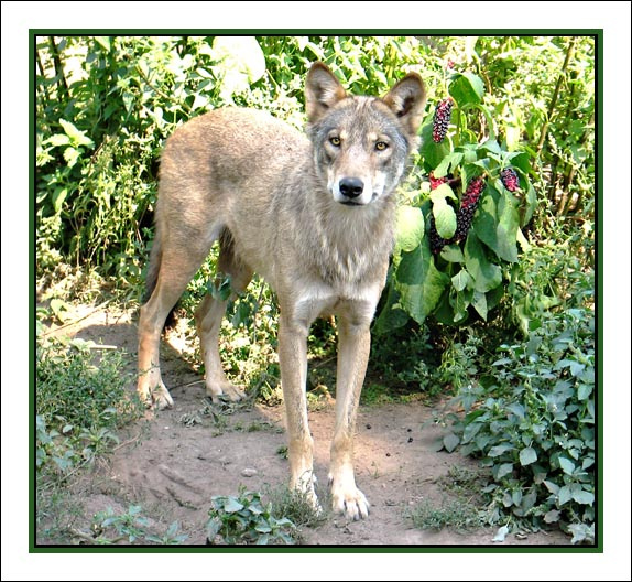 werewolf волк