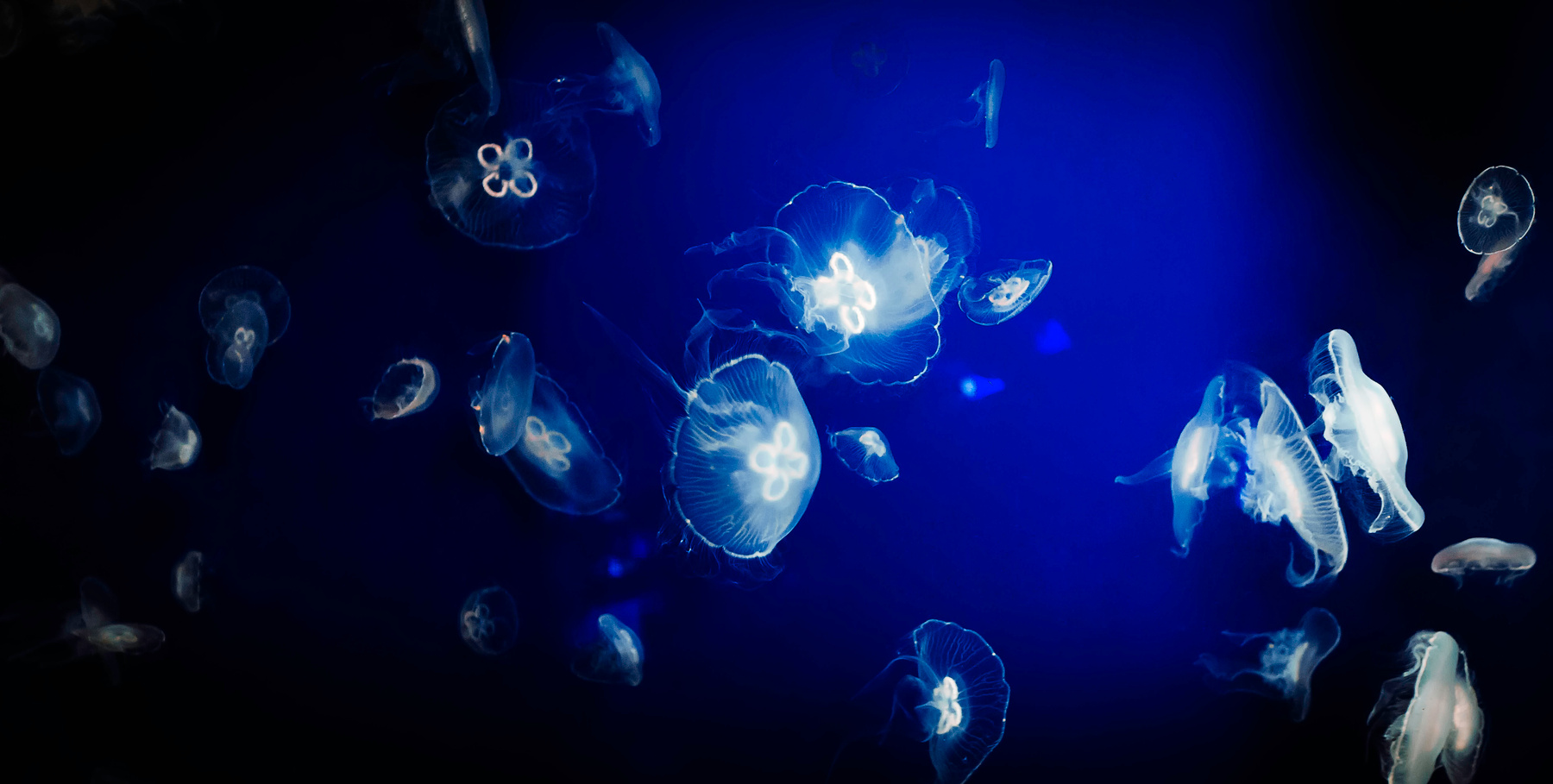 London Aquarium 