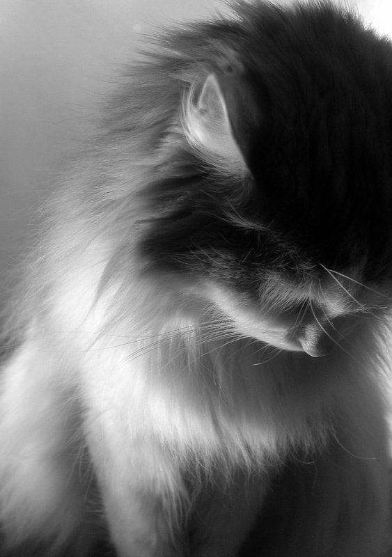 печаль печаль, кошка