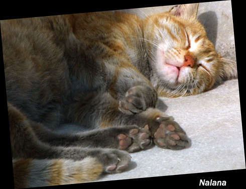 \"без задних лап\" лапы,хвост, уши-паспорт