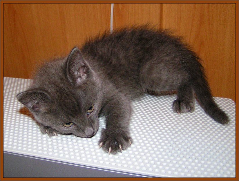 шас порву! кошак котейко