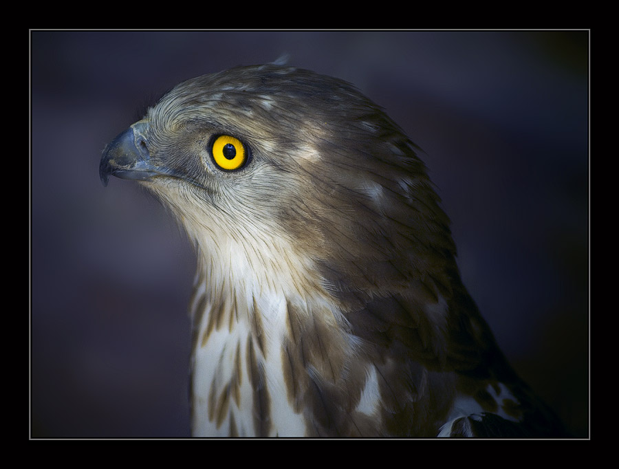 Hawk 