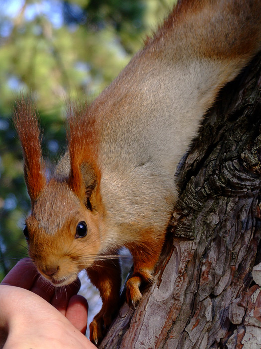 Дай еще орехов! белка, голодная, парк, весна, дерево, squirrel, spring