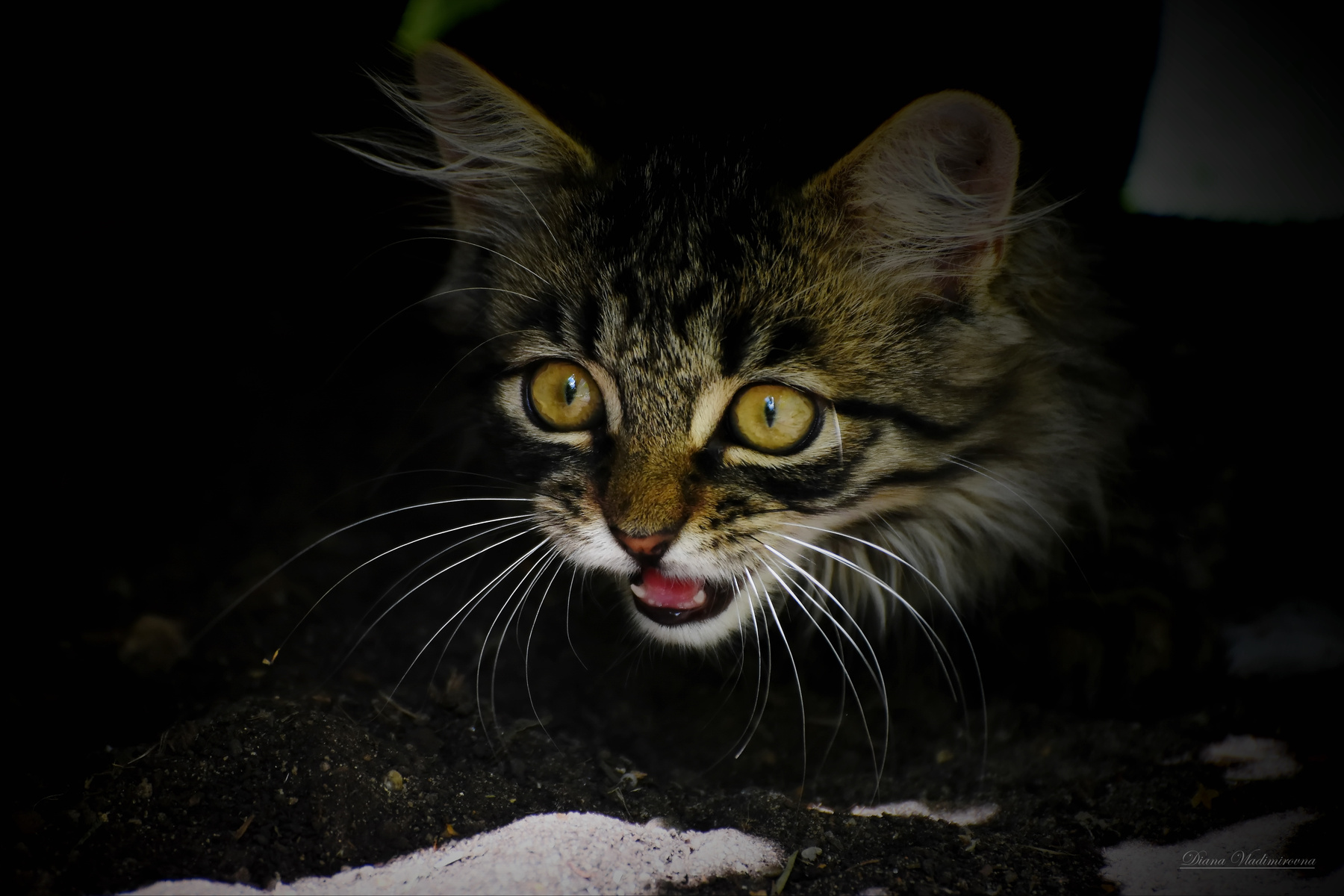 ИЗЮМЧИК НА ОХОТЕ. котики котята животные фотоохота
