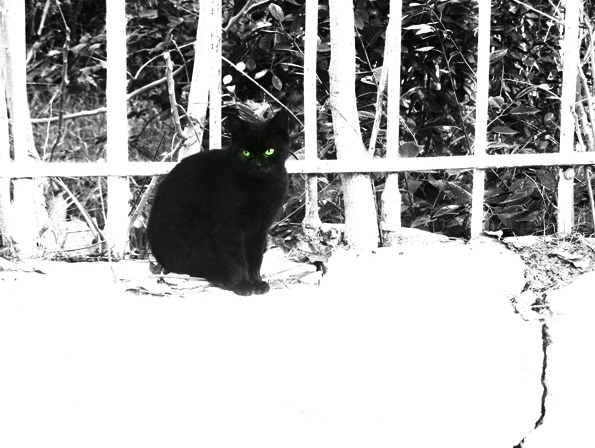 cat, кошка,