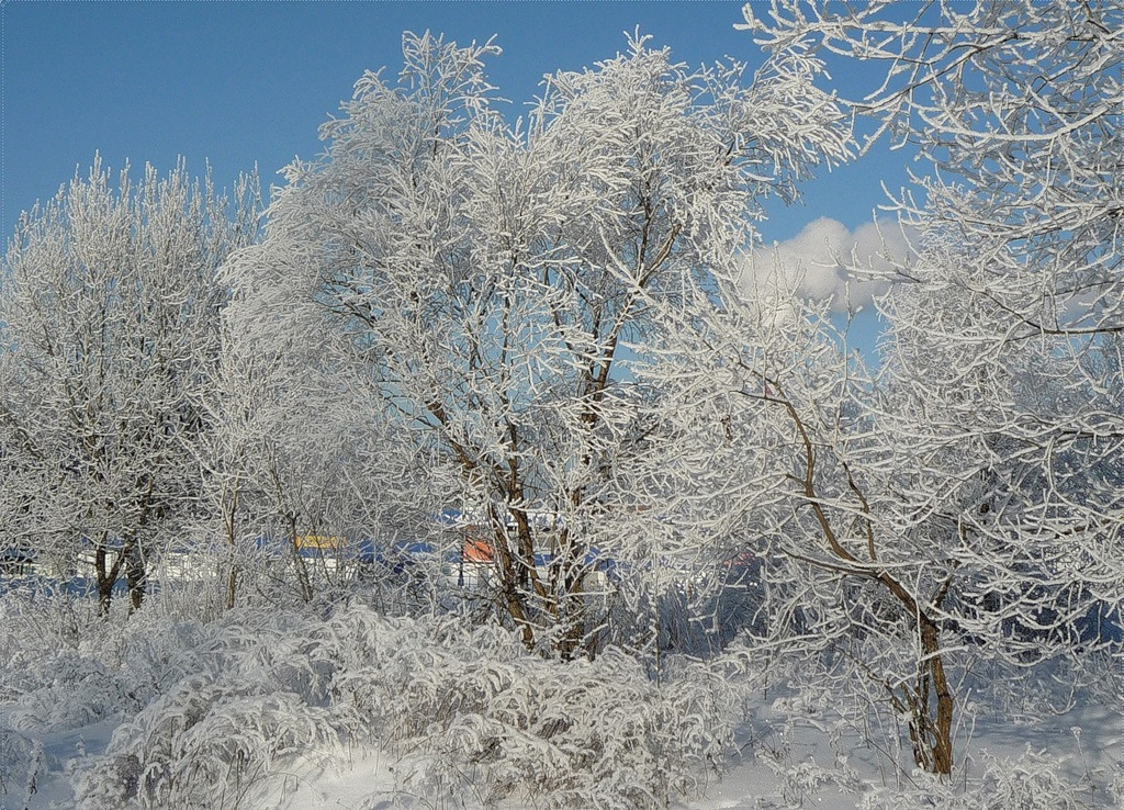 *** зима , природа , мороз