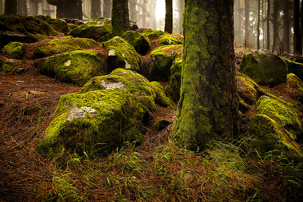 Лес Эсперанса - камни / Bosque de la Esperanza - piedra Лес Эсперанса Bosque Esperanza тенерифе Испания камень мох