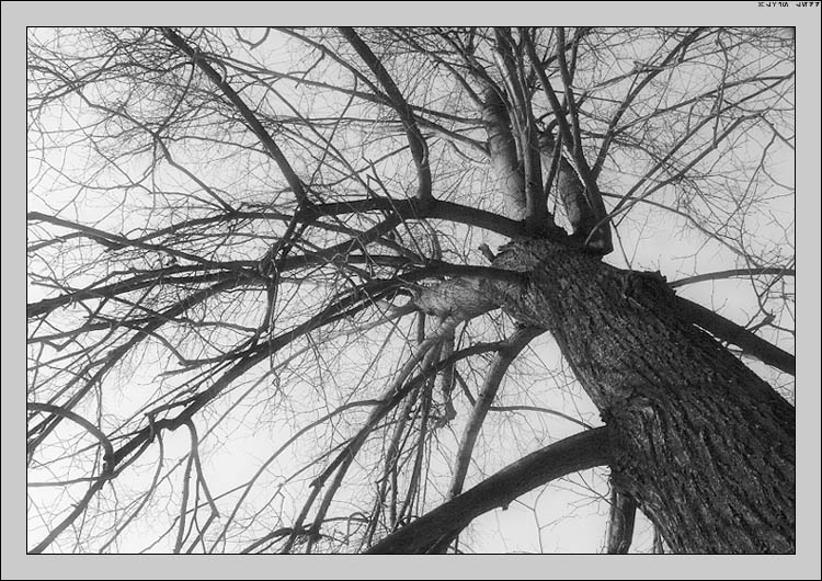 The caught sky дерево деревья ветви ветки tree trees caught sky пойманное небо