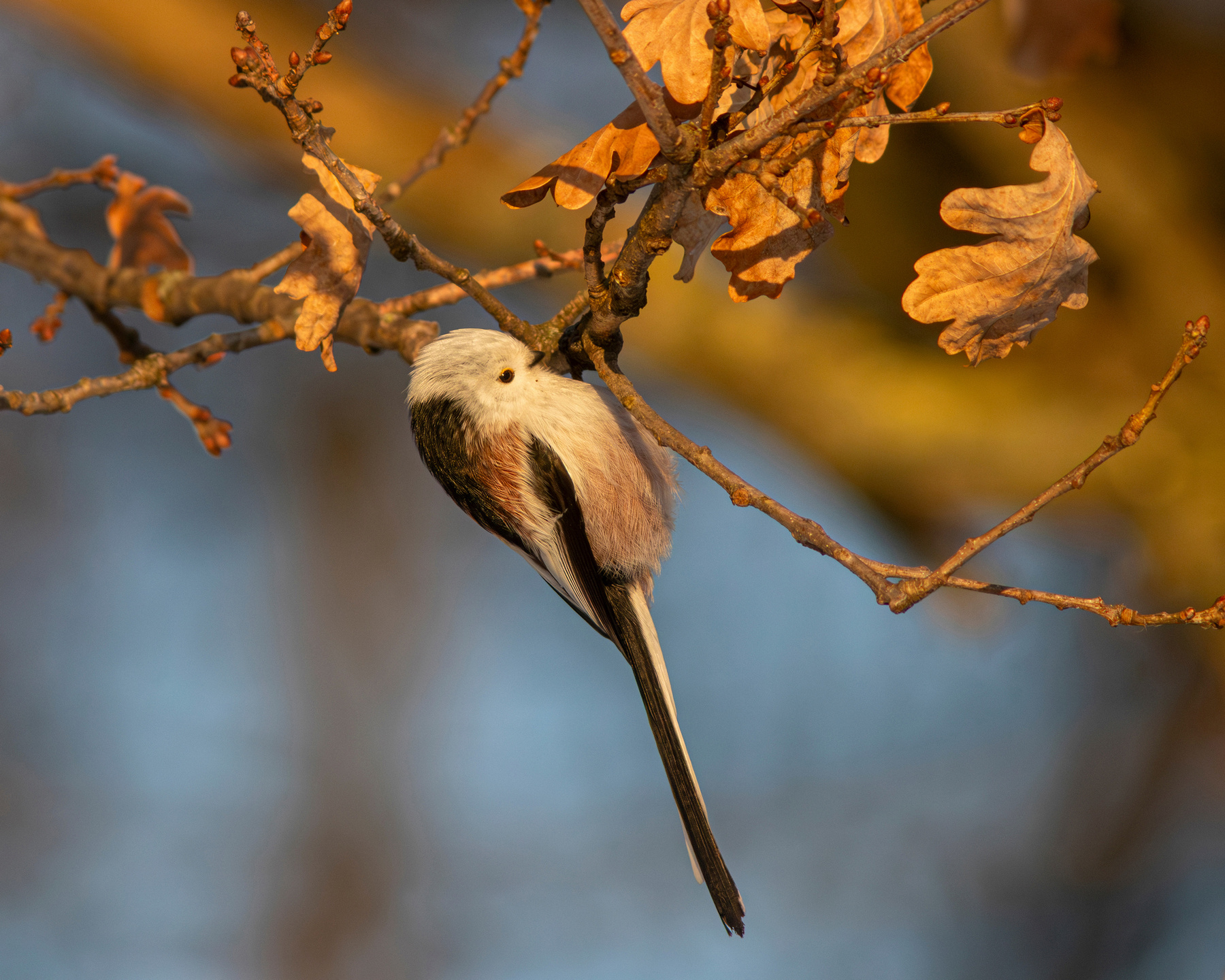 В лучах солнца Ополовник Длиннохвостая синица Long-tailed tit Aegithalos caudatus