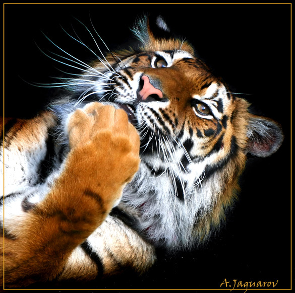 Где то мы уже встречались!? ;) Тигрица Тигр Tiger