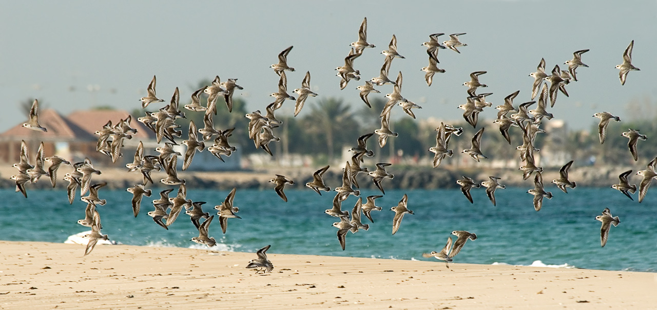 Birds of a feather flock together Зуек, камнешарка, полет, стая